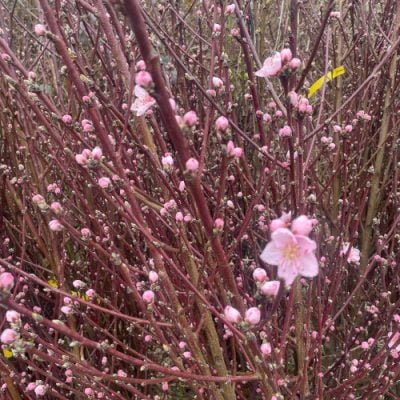 Garden Lady Peach Trees