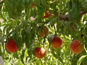 Hayles Early Peach Trees