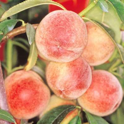 Peregrine Peach Trees