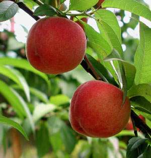 Red Haven Peach Tree