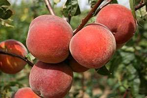 Rochester Peach Tree