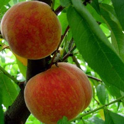 Royal George Peach Trees
