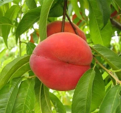 Saturne Peach Trees