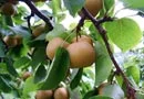 20th Century Asian Pear Trees