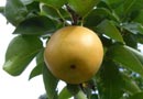 Chojura Asian Pear Trees