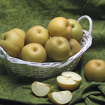 Shinsiki Asian Pear Trees