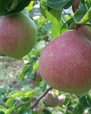 Catillac Pear Trees