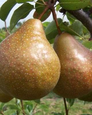 Durondeau Pear Trees