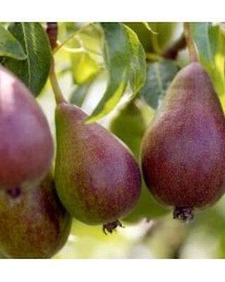 Glou Morceau Pear Trees