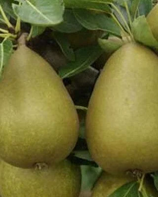 Gorham Pear Trees
