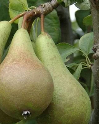 Improved Fertility Pear Trees