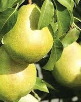 Invincible Pear Trees