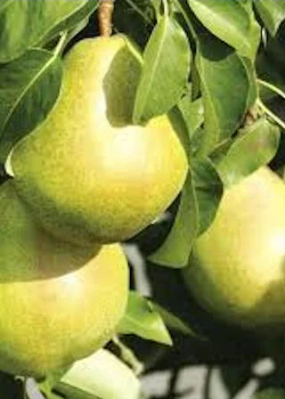 pear trees Invincible
