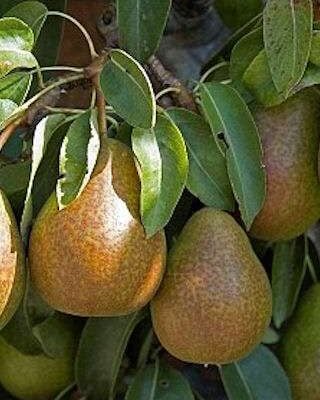 Louise Bonne De Jersey Pear Trees