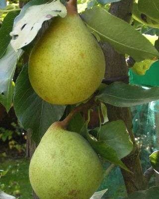 Nouveau Poitou Pear Trees