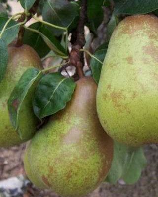 Pitmaston Duchess Pear Trees