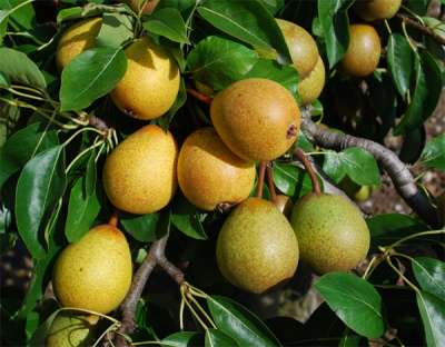 Hessle Pear Trees