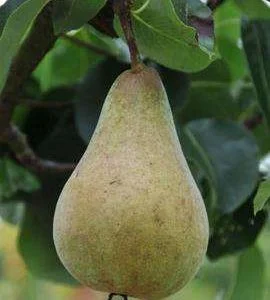 Vicar of Winkfield Pear Trees