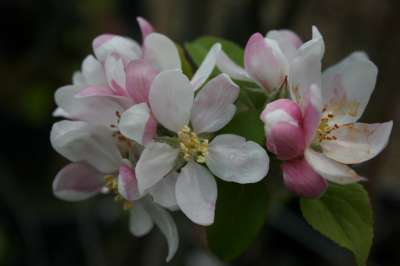 Peasgood Nonsuch Apple Trees