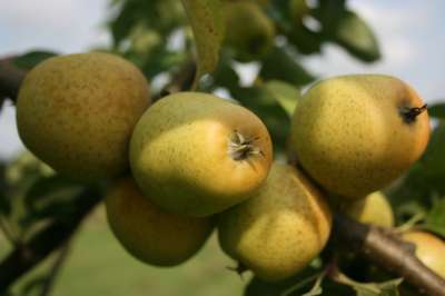 Pitmaston Pineapple Apple Trees