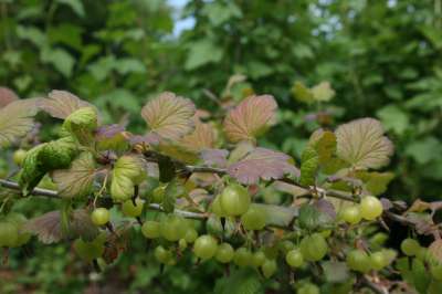 Pixwell Gooseberry bushes