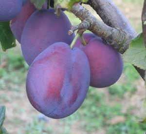 Belle De Louvain Plum Trees