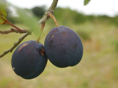 Curlew Plum Trees