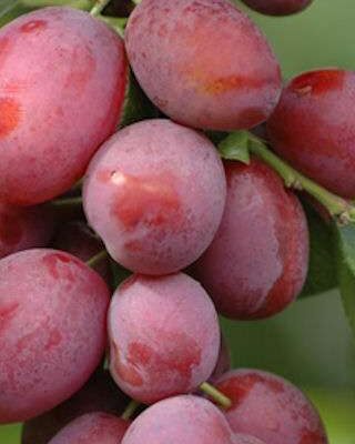 Groves Late Victoria Plum Trees