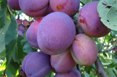 Jubilee Plum Trees