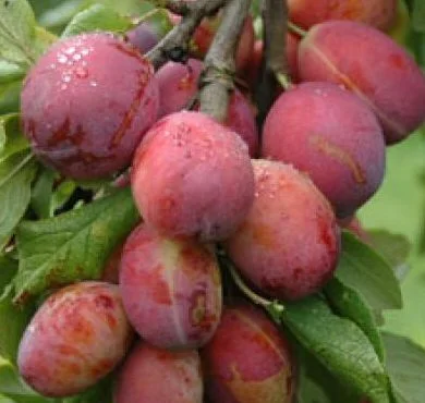 jubilee plum