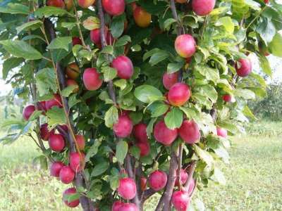 Mallard Plum Trees