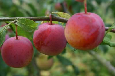 Opal Plum Trees