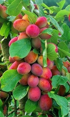 victoria plum trees