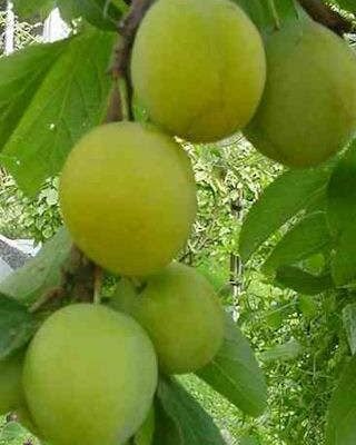 Warwickshire Drooper Plum Trees