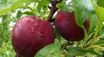 Seneca Plum Trees