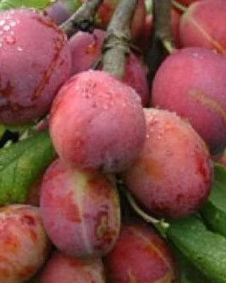 Stepover Plum Tree Jubilee