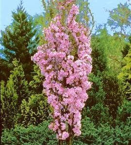 Amanagowa Japanese Flowering Cherry Plants