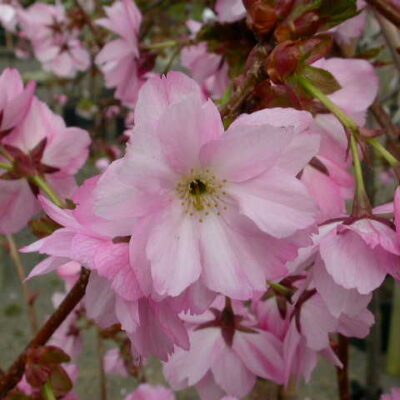 Beni Yutaka Japanese Flowering Cherry Plants