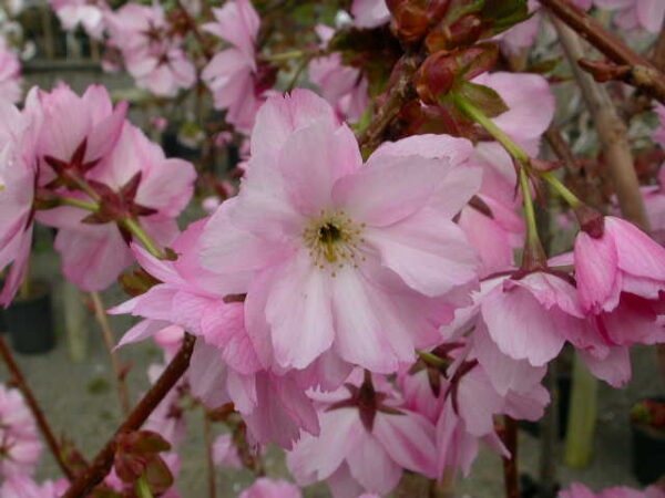 Beni Yutaka Japanese Flowering Cherry Plants