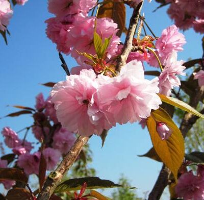Candy Floss Japanese Flowering Cherry Plants