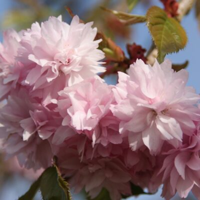 Cheals Weeping Japanese Flowering Cherry Plants