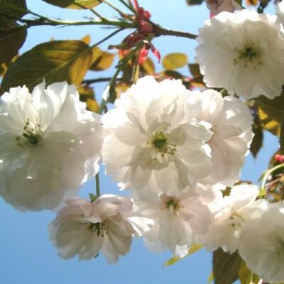 Fragrant Cloud Japanese Flowering Cherry Plants