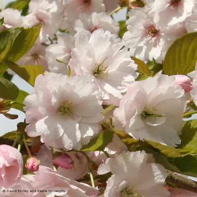 Ichiyo Japanese Flowering Cherry Plants