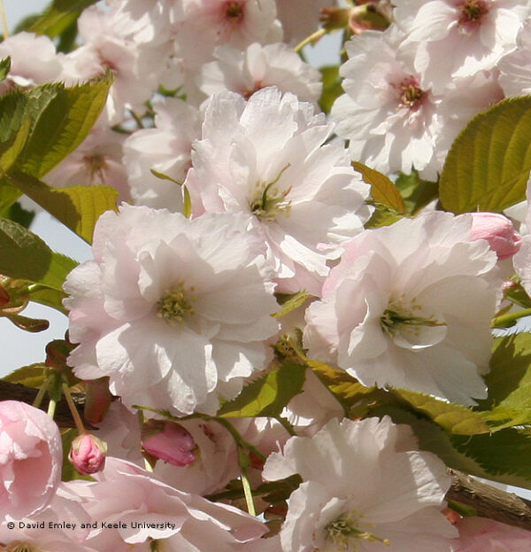 Ichiyo Japanese Flowering Cherry Plants