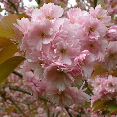 Kanzan Japanese Flowering Cherry Plants