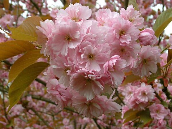 Kanzan Japanese Flowering Cherry Plants