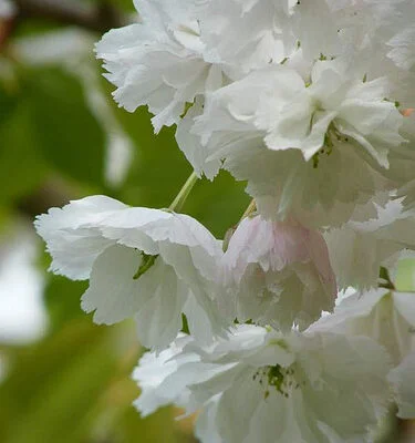 Blushing Bride (Oku Miyako) Japanese Flowering Cherry Plants