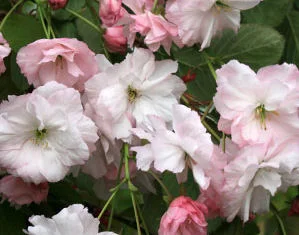 Pink Parasol Japanese Flowering Cherry Plants