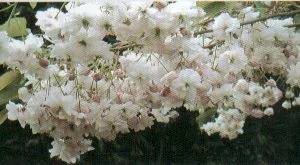 Pink Perfection Japanese Flowering Cherry Plants