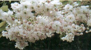 Pink Perfection Japanese Flowering Cherry Plants